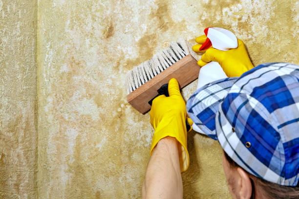 Best Commercial Mold Inspection  in Beaufort, SC