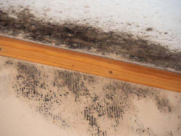Best Environmental Consulting for Mold Prevention  in Beaufort, SC